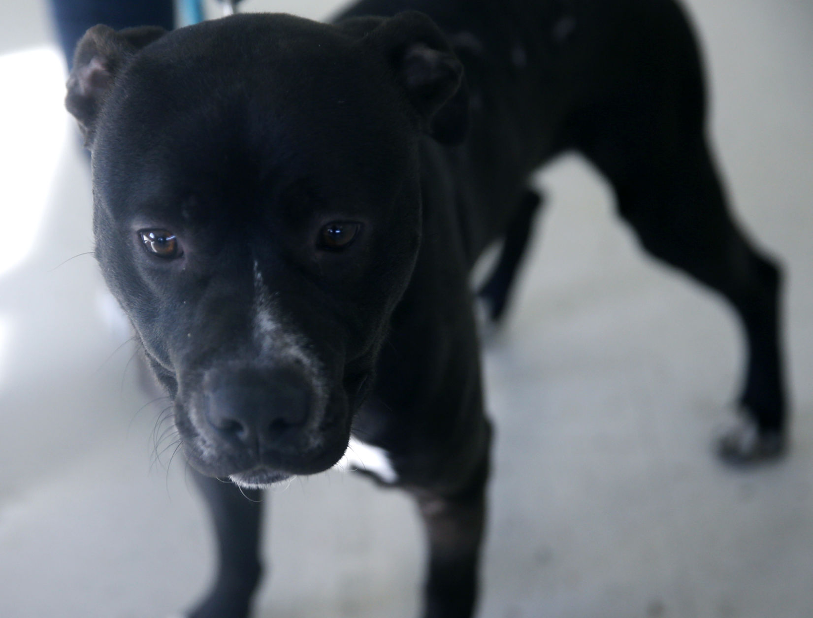 112719_PetGallery002_cs.JPG
